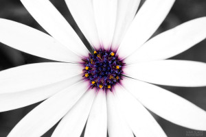 whiteflower-pop