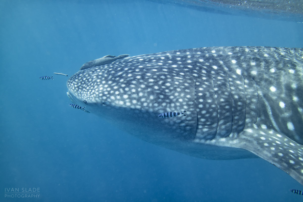 Ningaloo Whale Shark