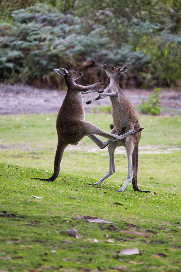 Fighting kangaroos